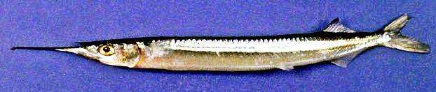 Hyporhamphus picarti_04.jpg